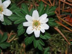 Sasanka hajní (Anemone nemorosa L.) - devítičetný květ (3)