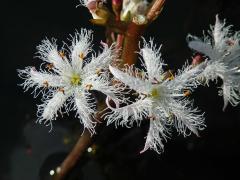 Vachta trojlistá (Menyanthes trifoliata L.), vícečetné květy