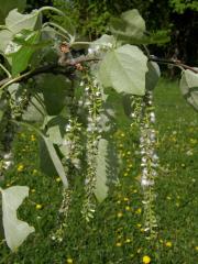 Topol šedý (Populus x canescens (Ait.) Sm.)