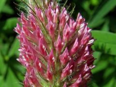 Jetel červenavý (Trifolium rubens L.)