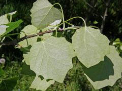 Topol šedý (Populus x canescens (Ait.) Sm.)