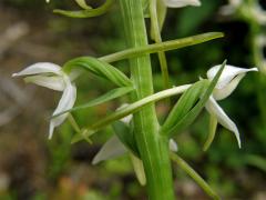 Vemeník dvoulistý (Platanthera bifolia L. C. Richard)