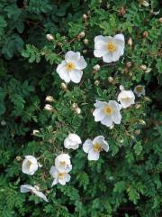 Růže bedrníkolistá (Rosa pimpinellifolia L.)