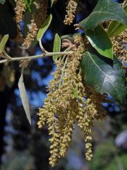 Dub cesmínovitý (Quercus ilex L.)