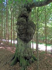 Nádor na buku lesním (Fagus sylvatica L.) (22a)