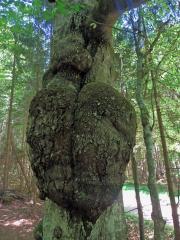 Nádor na buku lesním (Fagus sylvatica L.) (22b)