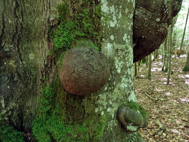 Nádor na buku lesním (Fagus sylvatica L.) (22e)