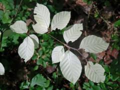 Buk lesní (Fagus sylvatica L.) s listy bez chlorofylu (1b)