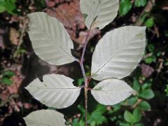 Buk lesní (Fagus sylvatica L.) s listy bez chlorofylu (1c)