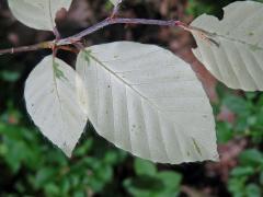 Buk lesní (Fagus sylvatica L.) s listy bez chlorofylu (1d)