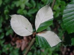 Buk lesní (Fagus sylvatica L.) s listy bez chlorofylu (1e)