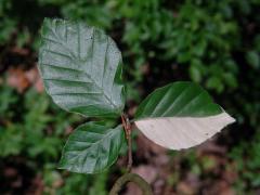 Buk lesní (Fagus sylvatica L.) s listy bez chlorofylu (1f)