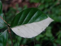 Buk lesní (Fagus sylvatica L.) s listy bez chlorofylu (1g)