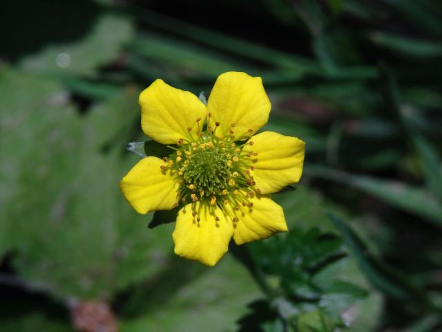Kuklík městský (Geum urbanum L.), šestičetný květ (1)