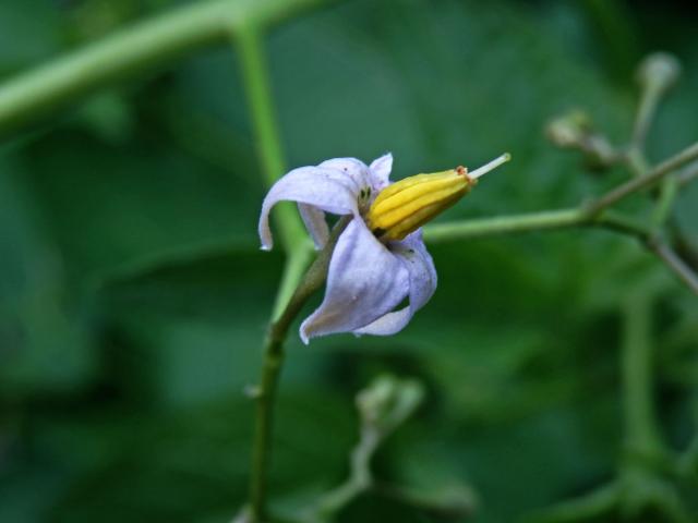 Lilek potměchuť (Solanum dulcamara L.) se světle fialovými květy