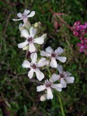 Smolnička obecná (Lychnis viscaria L.) se světle růžovými květy