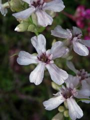 Smolnička obecná (Lychnis viscaria L.) se světle růžovými květy