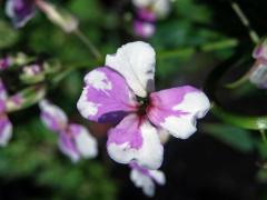 Večernice vonná (Hesperis matronalis L.) se skvrnitými květy