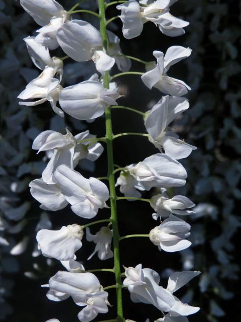 Vistárie čínská (Wisteria sinensis (Sims) Sweet) s bílými květy