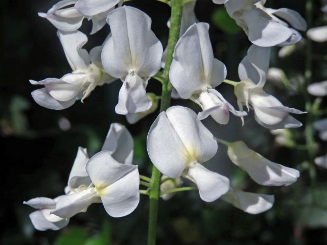 Vistárie čínská (Wisteria sinensis (Sims) Sweet) s bílými květy