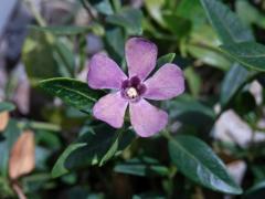 Barvínek menší (Brčál barvínek) (Vinca minor L.) s fialově zbarveným květem (1)