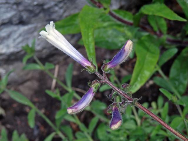 Dračík chlupatý (Penstemon hirsutus (L.) Willd.) s pravidelným květem (1a)