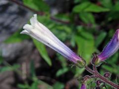 Dračík chlupatý (Penstemon hirsutus (L.) Willd.) s pravidelným květem (1b)