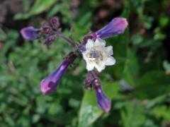Dračík chlupatý (Penstemon hirsutus (L.) Willd.) s pravidelným květem (1c)