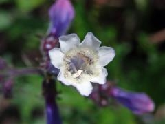 Dračík chlupatý (Penstemon hirsutus (L.) Willd.) s pravidelným květem (1d)