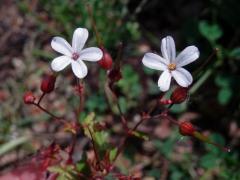 Kakost smrdutý (Geranium robertianum L.) s téměř bílými květy