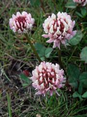Jetel plazivý (Trifolium repens L.) s růžovými květy (1a)
