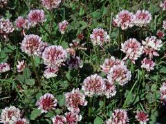 Jetel plazivý (Trifolium repens L.) s růžovými květy (1b)