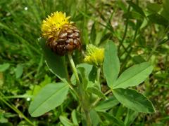 Jetel hnědý (Trifolium badium L.)