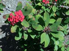 Pryšec zářivý (Euphorbia milii Des Moul.)