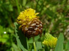 Jetel hnědý (Trifolium badium L.)