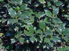 Cesmína ostrolistá (Ilex aquifolium L.)