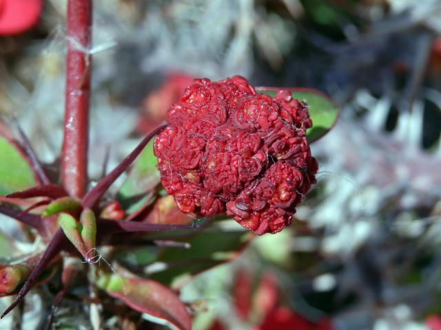 Hálka na pryšci zářivém (Euphorbia milii Des Moul.), původce nezámý