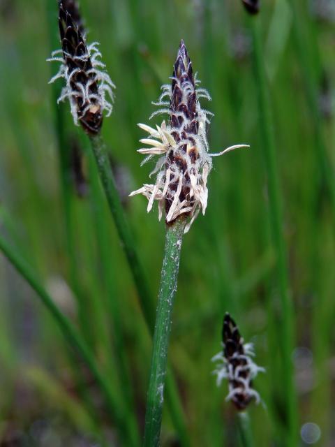 Bahnička bahenní (Eleocharis palustris (L.) Roem. & Schult.)