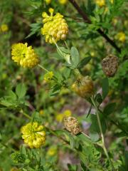 Jetel zlatý (Trifolium aureum Pollich.)