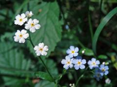 Pomněnka lesní (Myosotis sylvatica Hoffm.) s bílými květy (3d)