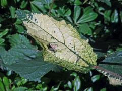 Břestovec jižní (Celtis australis L.), výhonek s panašovanými listy (1b)