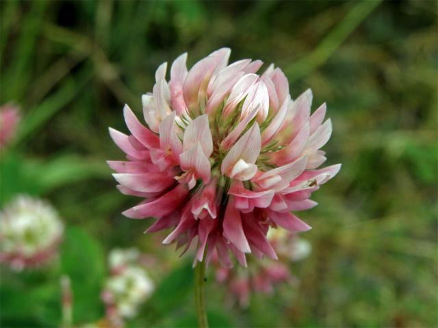 Jetel zvrhlý (Trifolium hybridum L.)