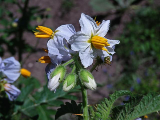 Lilek (Solanum sisymbrifolium Lam.)