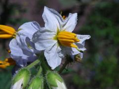 Lilek (Solanum sisymbrifolium Lam.)