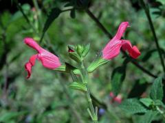Šalvěj (Salvia microphylla Kunth)