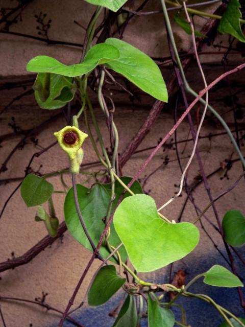 Podražec (Aristolochia tomentosa Sims)