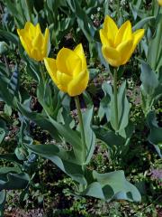 Tulipán zahradní (Tulipa x gesnerana L.)
