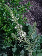 Šalvěj rakouská (Salvia austriaca Jacq.)