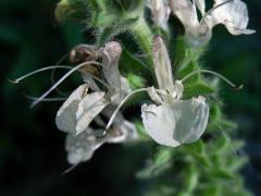 Šalvěj rakouská (Salvia austriaca Jacq.)
