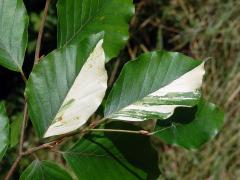 Buk lesní (Fagus sylvatica L.) s panašovanými listy (2a)